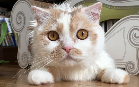 サムネイル フォロワー24万・愛猫「ホイちゃん」の日常が人気、飼い主に聞くペットを発信するコツ