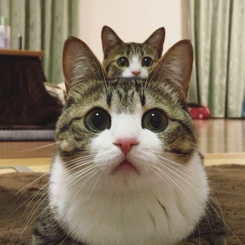 サムネイル 日本一の猫アカウント「すずめ」と「うなぎ」、飼い主明かす愛猫の一瞬のかわいさを写すワザ