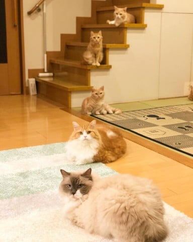サムネイル 短足猫家族「まいる」がSNSで人気、“携帯音痴”乗り越え「猫いる生活」を発信
