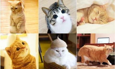【かわいいねこ】アイドル猫、ブサ猫、保護猫…SNSで話題のあの猫が“バズったワケ”まとめ