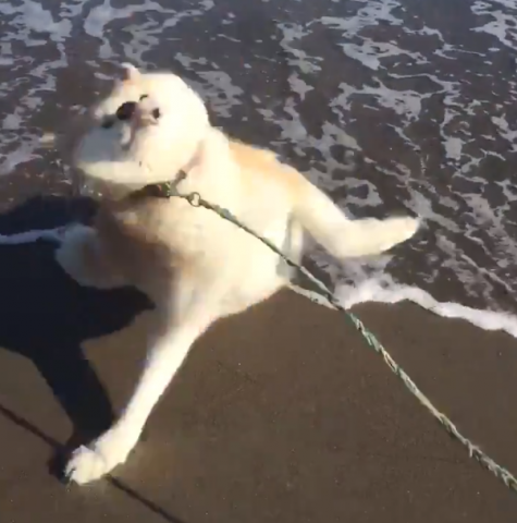 秋田犬が“初めての海”に挑む姿がSNSで話題、「病気乗り越えて今がある」飼い主が語る“犬との絆”