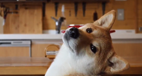 “シャフ度”を犬が…? 手作りごはん待つ柴犬の動画がSNSで話題に、飼い主に聞く“犬ごはん”のこだわり