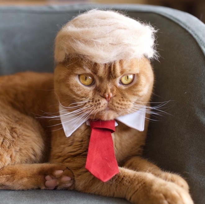 ピカチュウにトランプ大統領、猫の抜け毛で作ったパロ帽子に反響 
