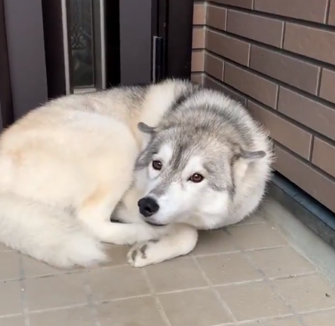 犬も寝ぼけたらこうなるんだ 飼い主の帰宅に気づいたシベリアンハスキーが天使級のかわいさ Eltha エルザ