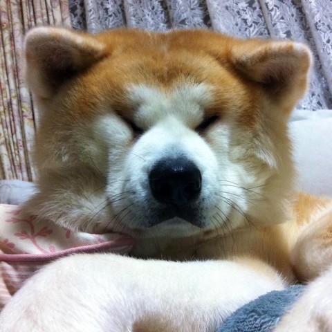 朝青龍に似ている インパクト大の秋田犬の 寝顔写真 が見ているだけで癒される Eltha エルザ
