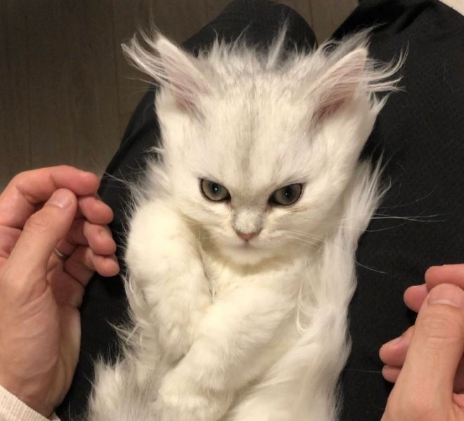 誰かスカウターで戦闘力計測して Snsで話題になった スーパーサイヤ猫 かわいさの裏にあった現代猫の悲しい出会い Eltha エルザ