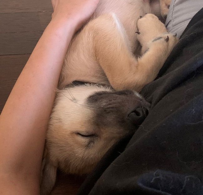 飼い主さんの腕に包まれ、優しい顔で眠る雑種犬のなーくん（画像提供：@yc_gg2tasuku）