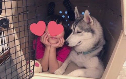 ケージの中で一緒に眠るハスキー犬と6歳の女の子にほっこり ふたりとも幸せそう ワンちゃんが彼氏のよう Eltha エルザ