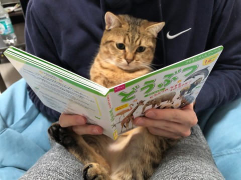 サムネイル お気に入りはカバ？　動物図鑑を真剣に見る子猫「猫界の東大入学できそう」「日に日に増す人間味」