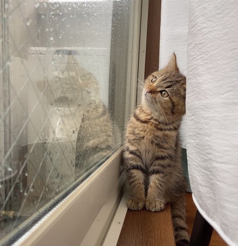 サムネイル 映画のワンシーン？ 雨降る空を見つめる子猫の姿に28万いいね「生命って芸術」