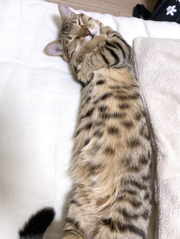 サムネイル Twitterの縦長サムネにも対応？ 猫が伸びて“ぎゅー”する写真に「もふもふぎゅーされたい」「考える猫？」