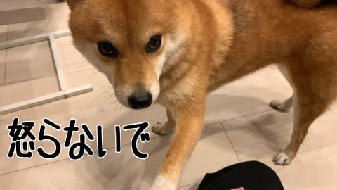 販売 2才の娘が独身時代に飼っていたペットだった