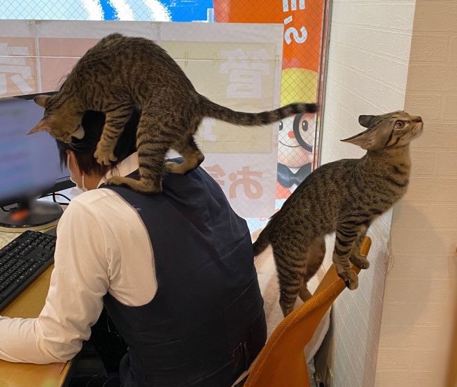 サムネイル 「猫共々ご来店お待ちしております」不動産屋に出勤する猫の主な業務は“毛づくろい”？