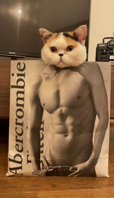サムネイル 【猫連載】もふもふの猫なのに腹筋バキバキ？ 完璧に“コミット”された写真に「違和感なさすぎ」「リアル伊之助？」