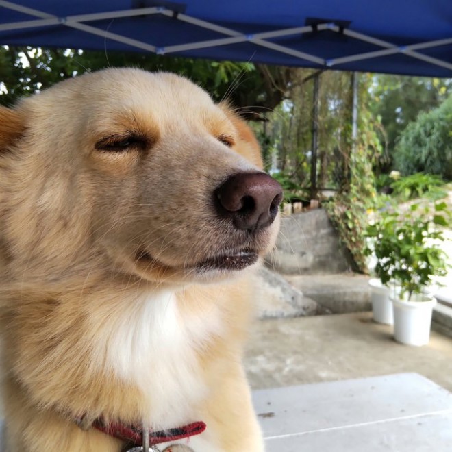 サムネイル 沖縄・久米島の大自然に暮らす看板犬　爆睡しながら店番の激務（？）状態に「そのままでいてほしい」