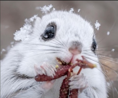 サムネイル 「ウルウルおめめが可愛い！」雪の結晶でおめかししたエゾモモンガに反響、北海道に移住した写真家がマイナス20度で撮った世界