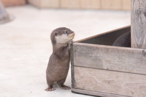 ３頭身？ウソみたいにかわいいカワウソの赤ちゃん、父のワンオペ育児も