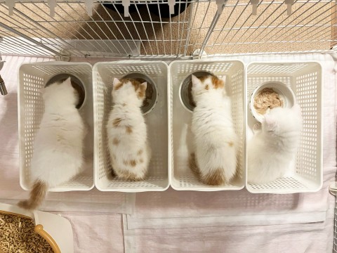 子猫4匹の“一蘭方式”の食事姿に反響「味集中カウンター」「食事中のソーシャルディスタンス」
