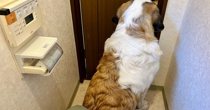 定員1名なのに どんな時も飼い主さんの傍にいたいセントバーナード トイレを広げるしかありませんな Eltha エルザ