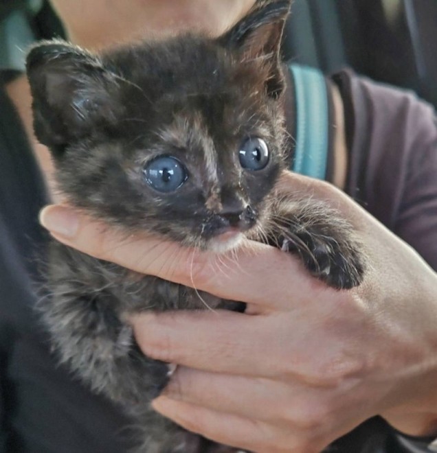 サムネイル 子猫たちが捨てられたのは高速のパーキングエリア…5匹のうちの唯一の生き残り、デカワンコに見守られ幸せに