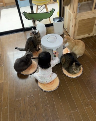 【天使キッズ】ストーブに集まる0歳児＆5匹の保護猫たちの団らんに460万再生「めっちゃ可愛い椅子取りゲーム」「理想の暖まり方」