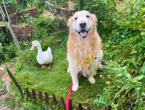 サムネイル 素敵な笑顔…お互いを想い合う飼い主さんとゴールデンレトリバー、虹の橋を渡った愛犬に「優しいわんこでした」